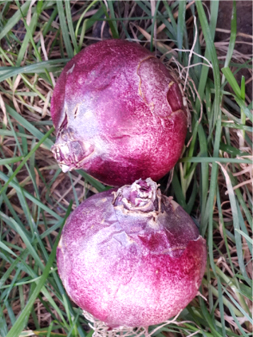 風(fēng)信子種球